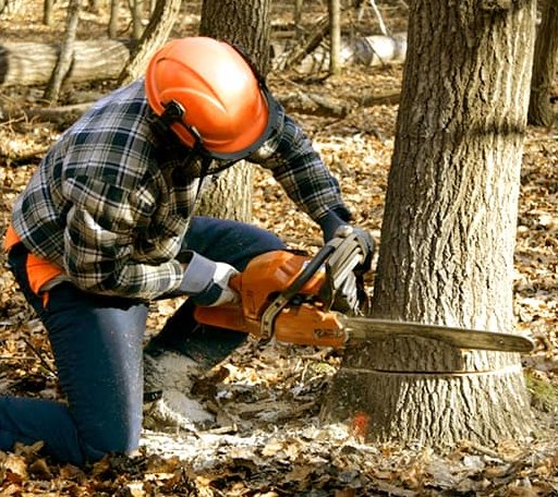 Tree Removal in Detroit, ME